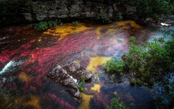 رودخانه ای با پنج رنگ در کلمبیا