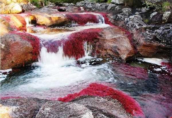 رودخانه ای با پنج رنگ در کلمبیا