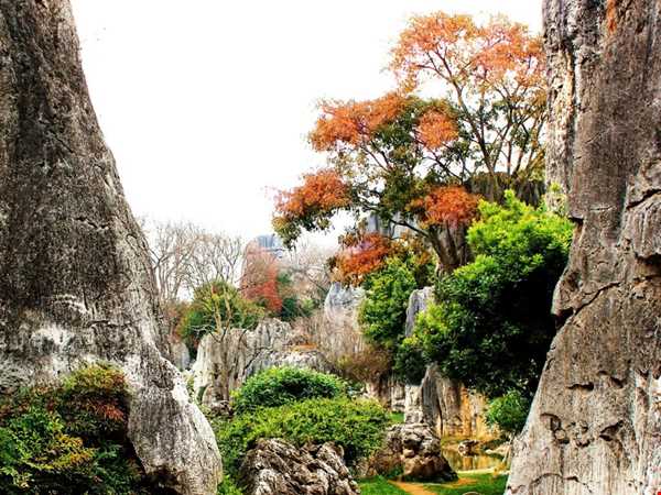 جنگل سنگ در استان یوننان چین