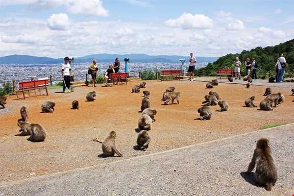 پارک میمون ها