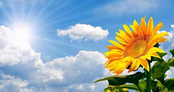 راز چرخش گل آفتابگردان به سمت خورشید چیست ؟