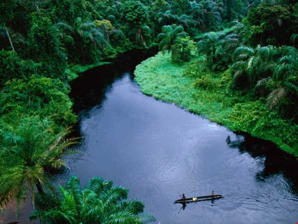 حوضه کنگو ، بهترین منطقه برای رویش جنگل‌های گرمسیری