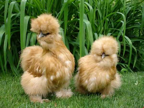 عجیب‌ترین گونه مرغ دنیا را ببینید