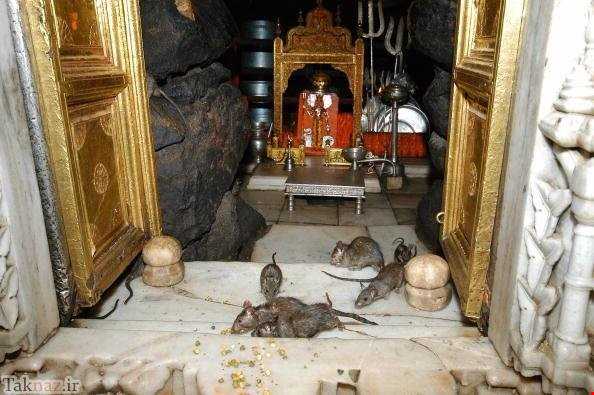 جایی که موش‌ها را عبادت می‌کنند!