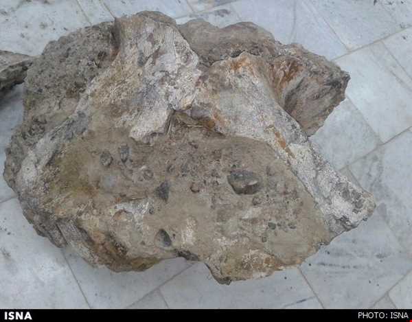 کشف بقایای جانور عظیم الجثه باستانی نادر در بیله سوار‌