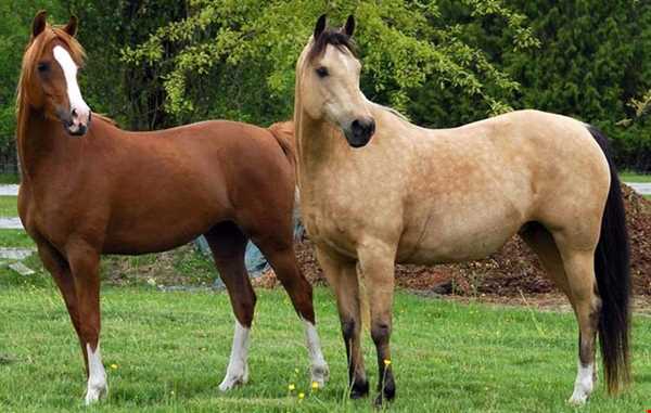اسب کاسپین ، میراث ارزشمند ملی