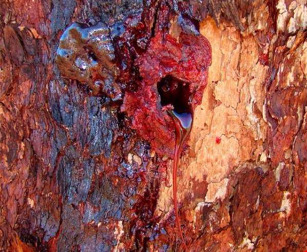 درختی خون آلود