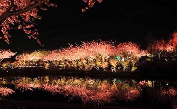 جشن شکوفه‌ها در ژاپن