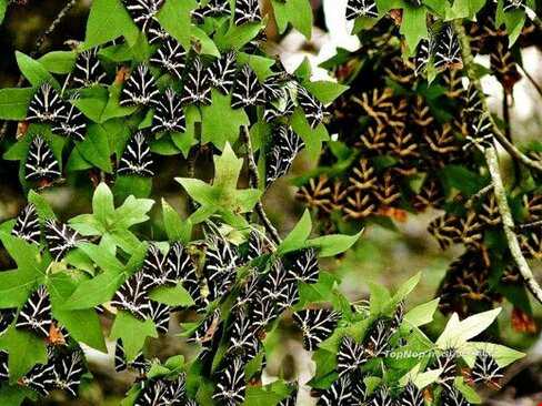 دره‌ی زیبای  پروانه‌ها 