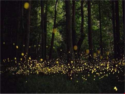 جنگل سحرآمیز کرم‌های شب تاب در ژاپن