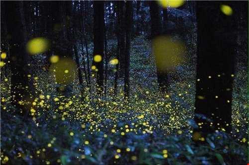 جنگل سحرآمیز کرم‌های شب تاب در ژاپن