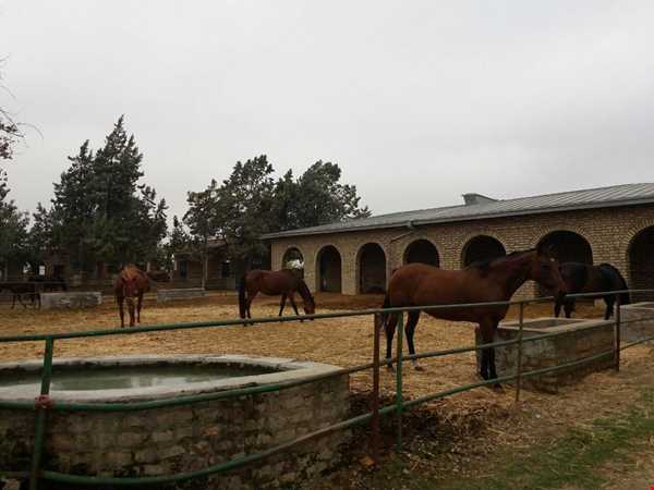 بانوی اسب ایران