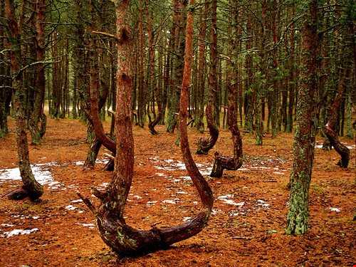 درختان رقصان در جنگلی اسرارآمیز