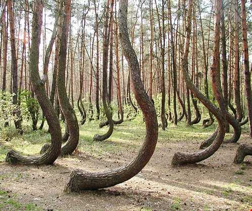درختان رقصان در جنگلی اسرارآمیز