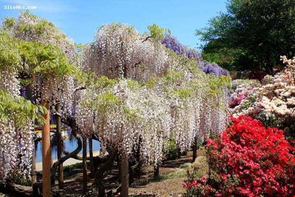 باغ زیبای گل در ژاپن