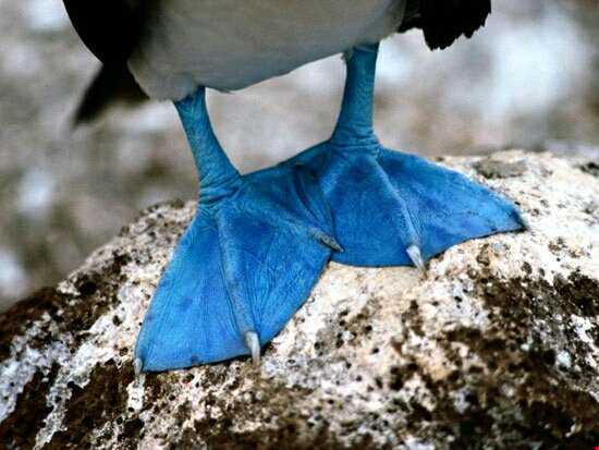 با این پرنده پا آبی آشنا شوید