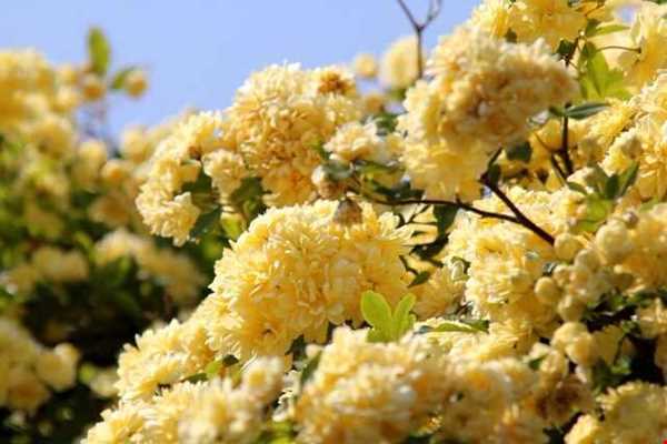 گل آبشار طلایی