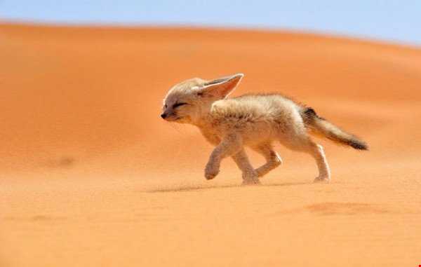 روباه صحرا