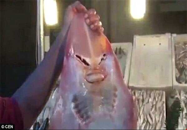 ماهی با چهره ای عجیب