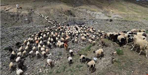 جشنواره سنتی شمارش گوسفند در تبت