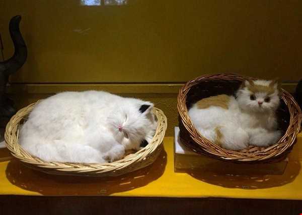 موزه گربه