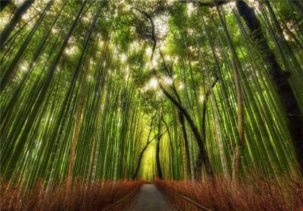 جنگل بامبو کیوتو