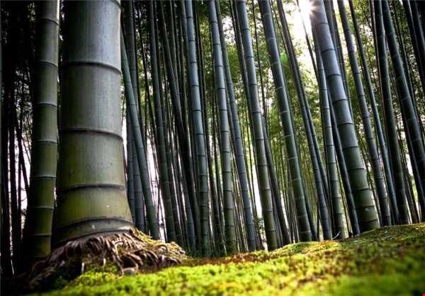 جنگل بامبو کیوتو