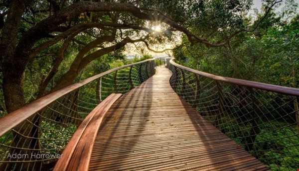 راهرویی بر فراز درختان آفریقای جنوبی