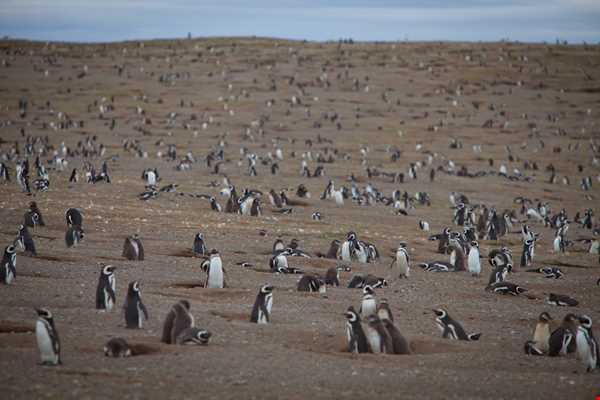 زیستگاه طبیعی پنگوئن ها