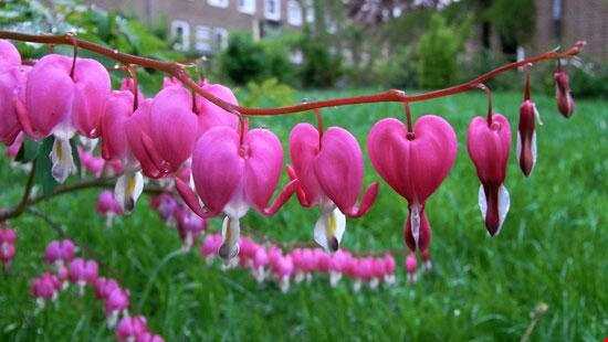 رویش گل زیبای «قلب خونین» در چین و ژاپن
