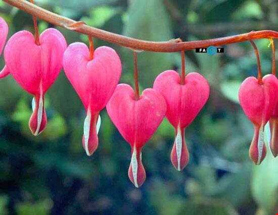 رویش گل زیبای «قلب خونین» در چین و ژاپن