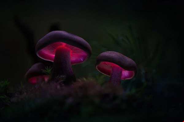 قارچ‌های شب تاب