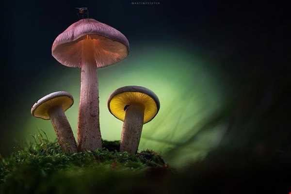 قارچ‌های شب تاب