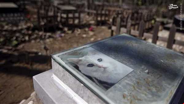 قبرستان حیوانات خانگی در چین