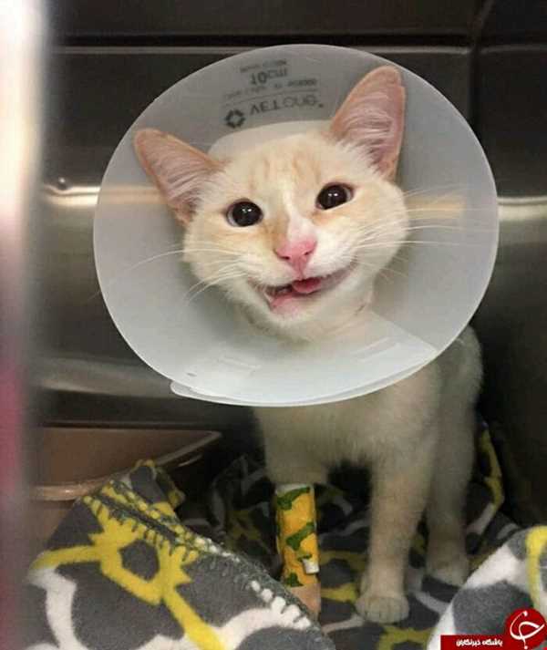 جراحی فک خنده را به لبان گربه نشاند