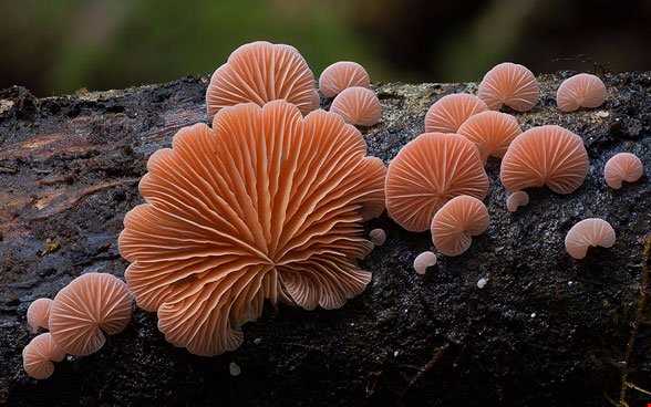 قارچ‌های درختی،سوژه دیدنی عکاس استرالیایی،سوژه دیدنی عکاس استرالیایی