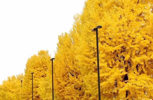 درختی که در بهار هم زرد است