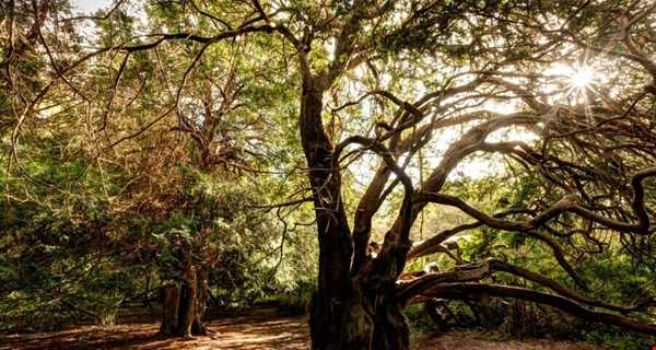 جنگل اسرارآمیز و باستانی «کینگلی وله»
