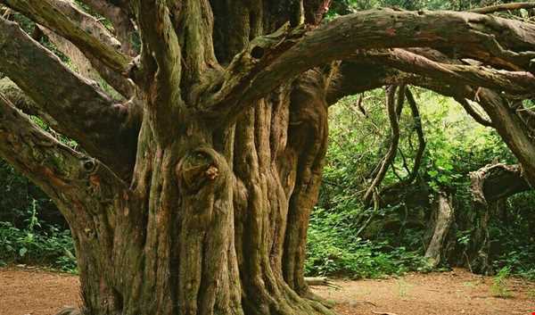 جنگل اسرارآمیز و باستانی «کینگلی وله»