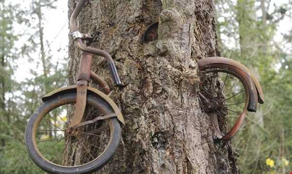 درختی که یک دوچرخه را خورد!