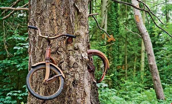 درختی که یک دوچرخه را خورد!