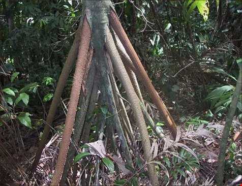 درخت متحرک در اکوادور