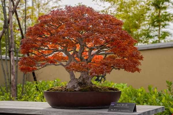 درختچه‌های زیبای ژاپنی