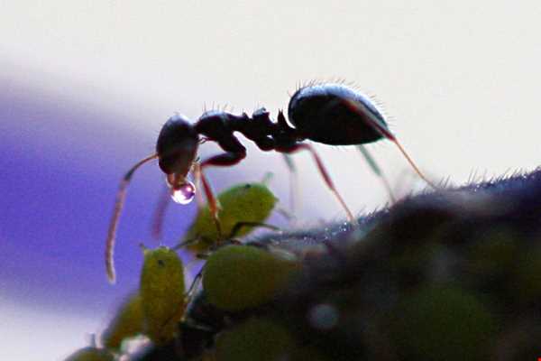 دانستنیهای جالب درباره مورچه ها