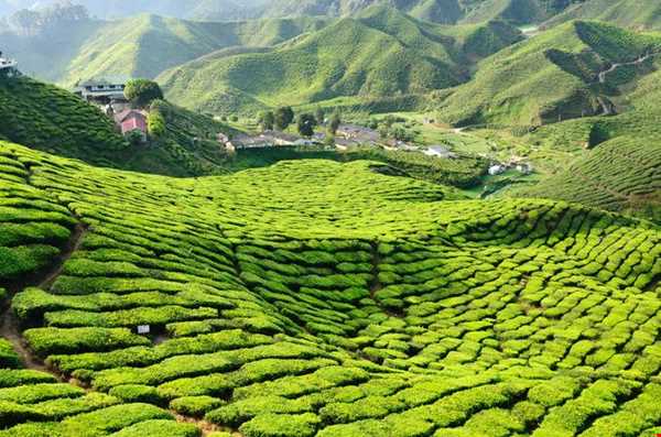 سرزمین چای مالزی
