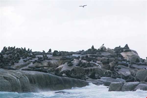 جزیره شیرهای دریایی
