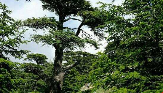 یکی از باشکوه‌ترین درختان جهان