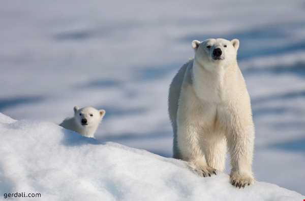 راز یخ نزدن خون جانوران قطبی