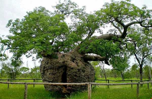 درخت 1500 ساله