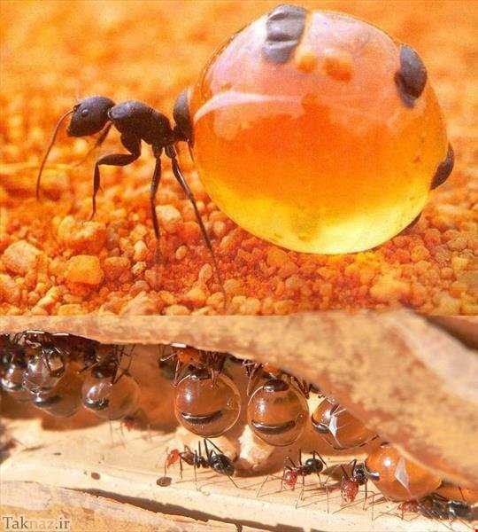 مورچه عسل ساز!